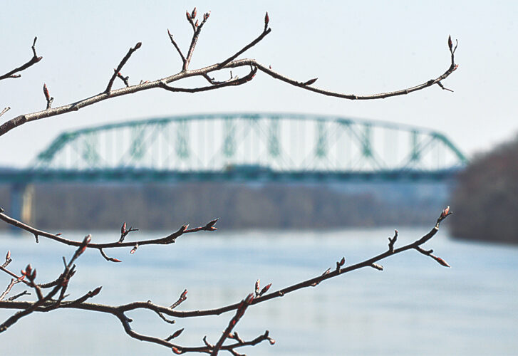 Budding branches